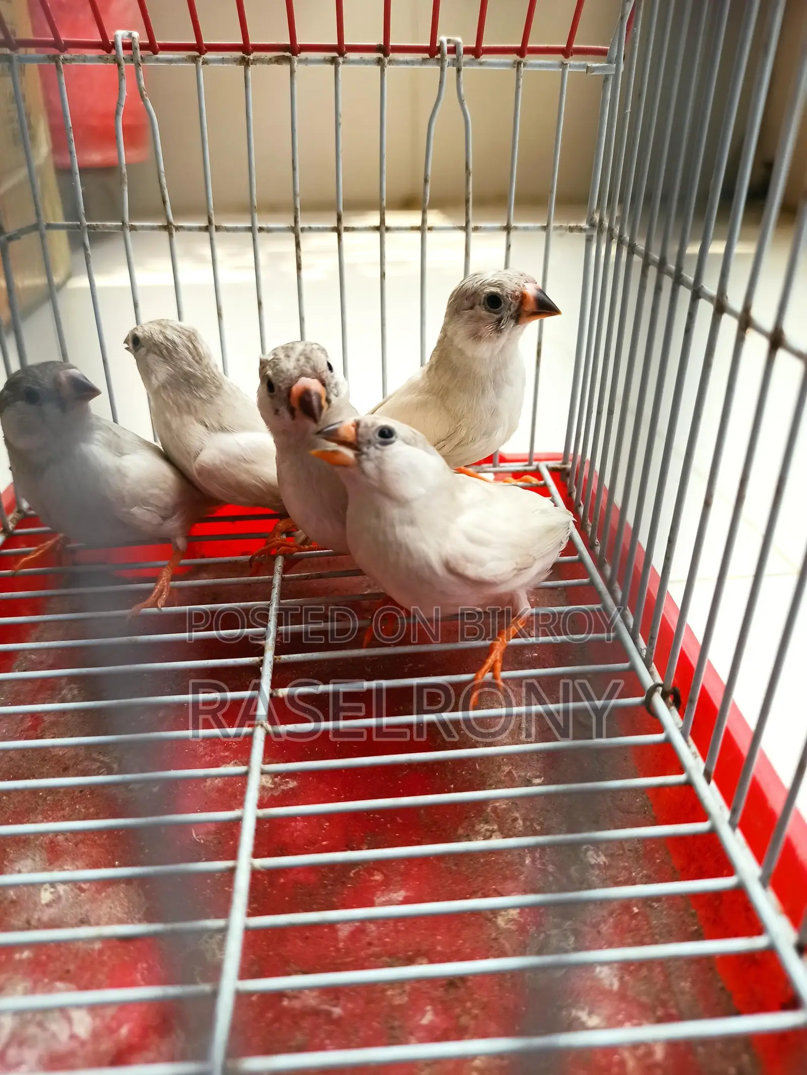 Sono White Finch.