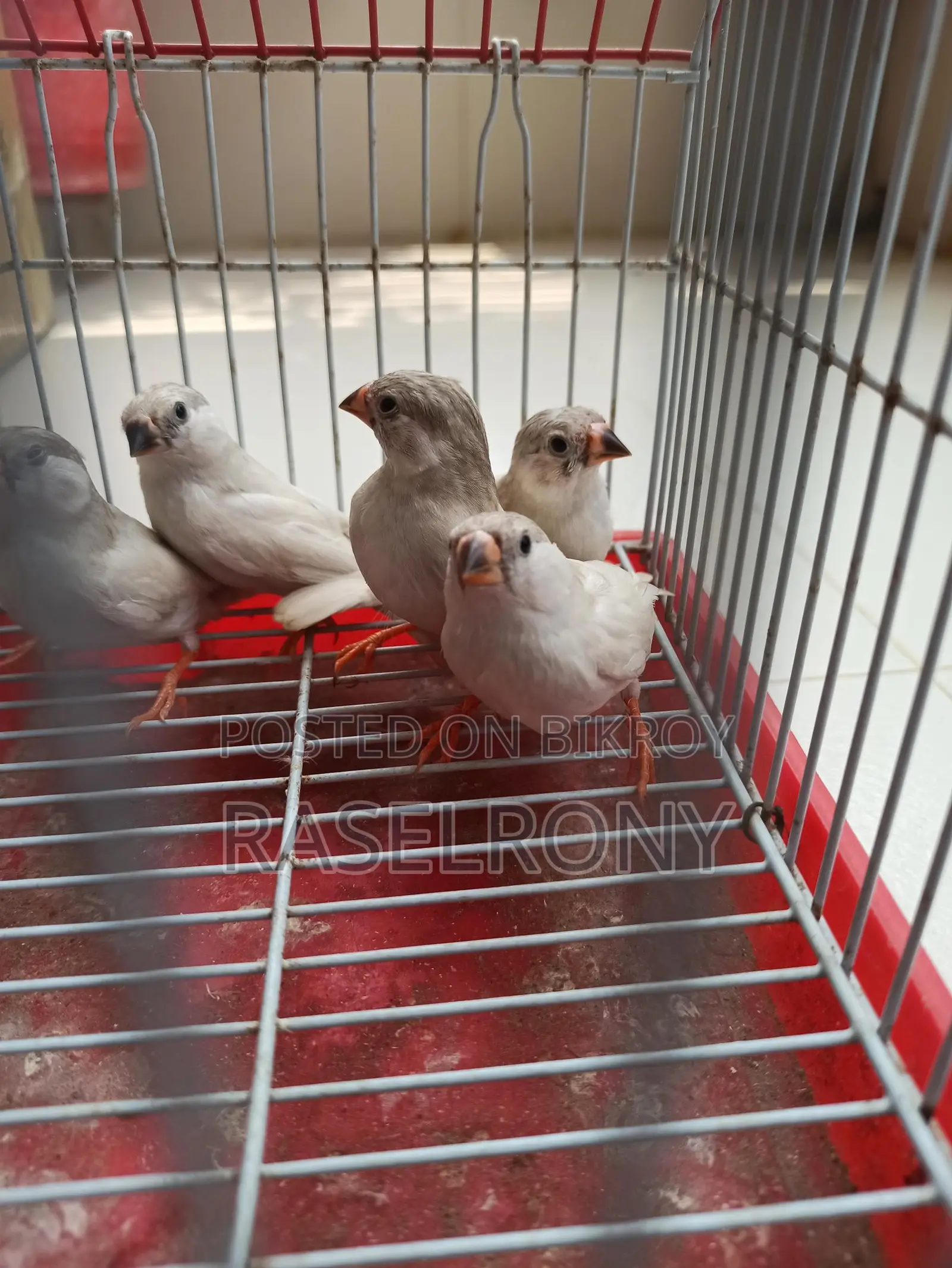Sono White Finch.