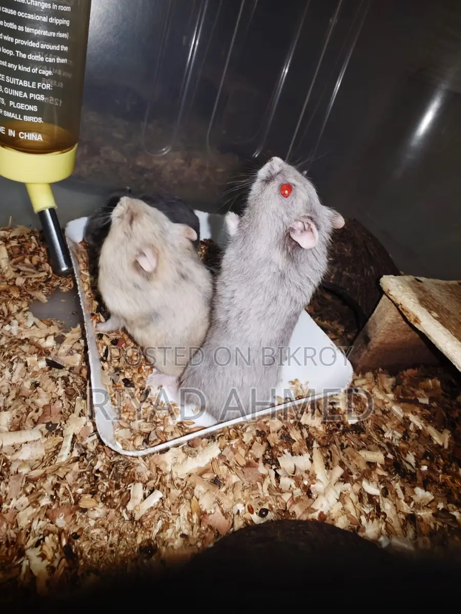 Cute-Hamster