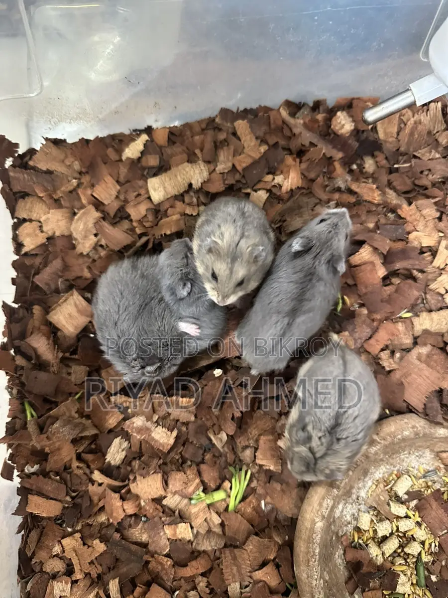 Cute-Hamster