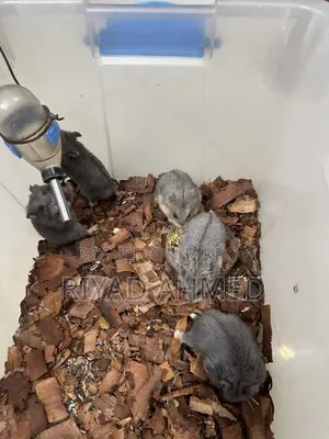 Cute-Hamster