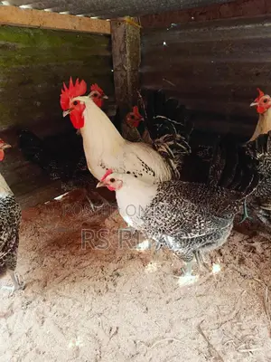 Fayoumi Chicken Laying Eggs