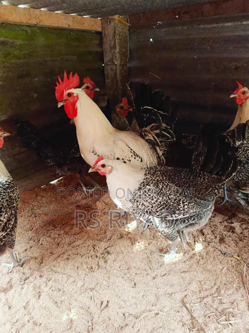 Fayoumi Chicken Laying Eggs