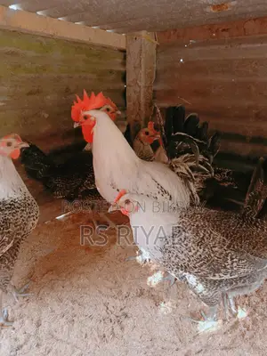 Fayoumi Chicken Laying Eggs