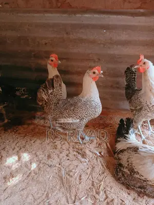Fayoumi Chicken Laying Eggs