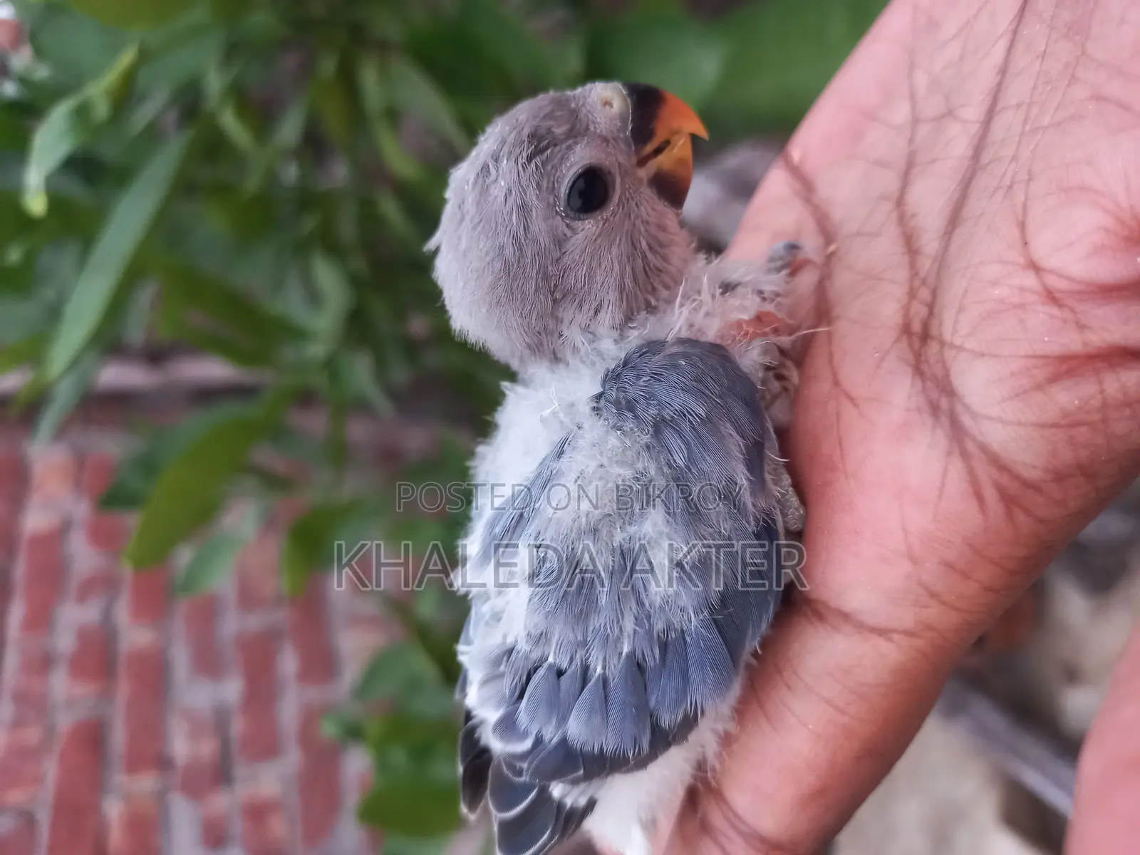 Love Bird Baby