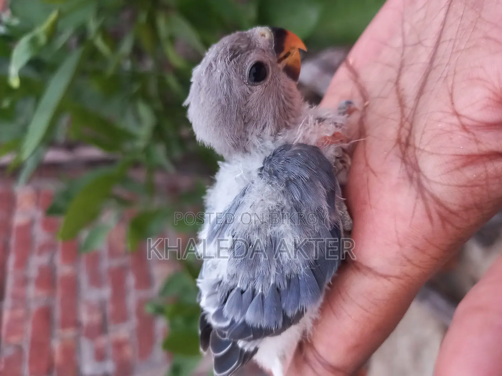 Love Bird Baby