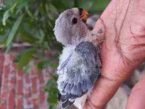 Love Bird Baby