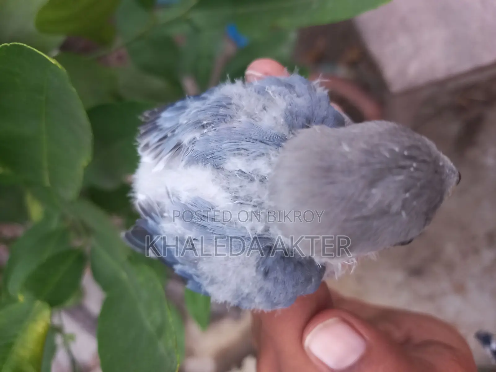 Love Bird Baby