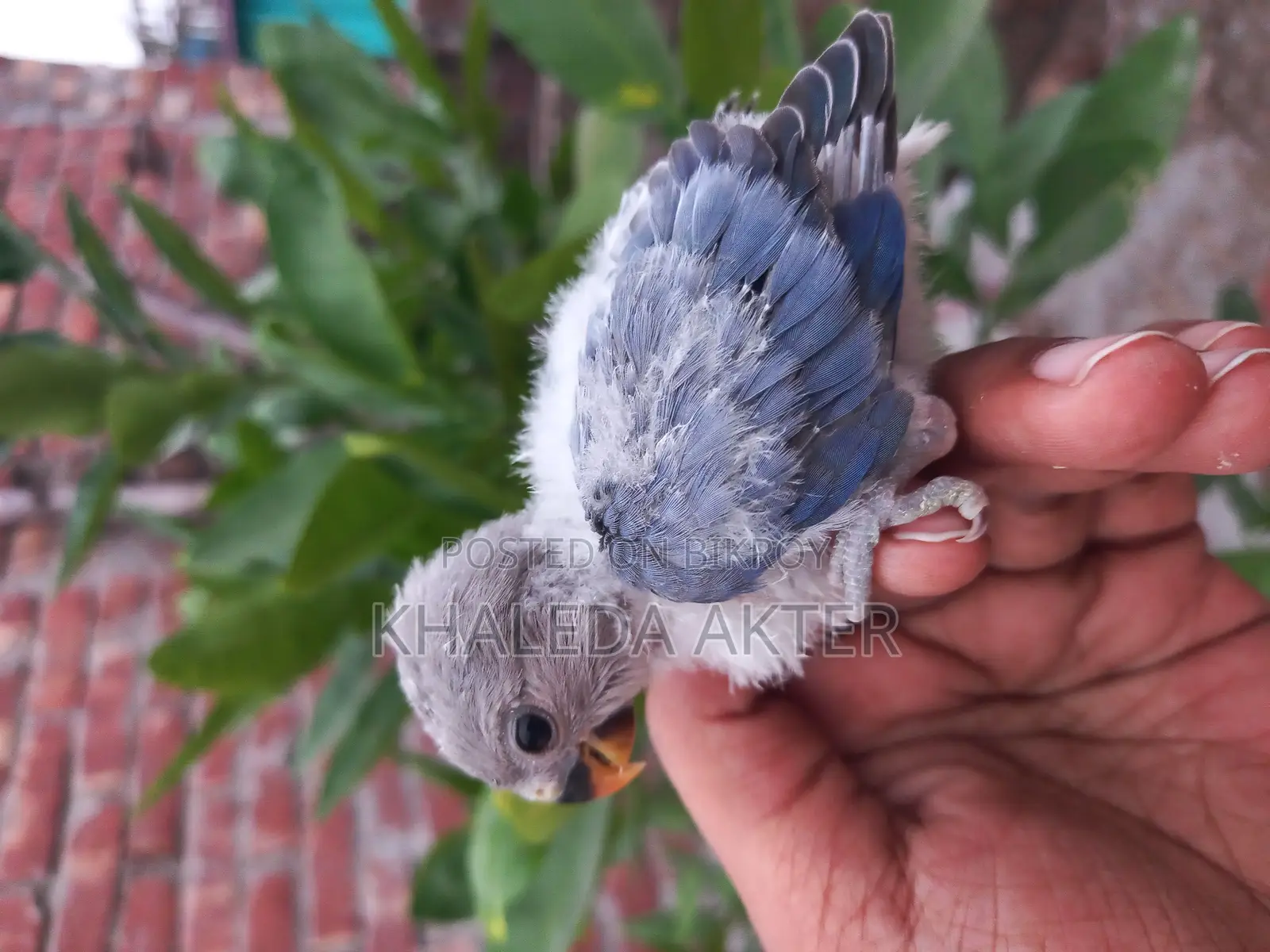 Love Bird Baby