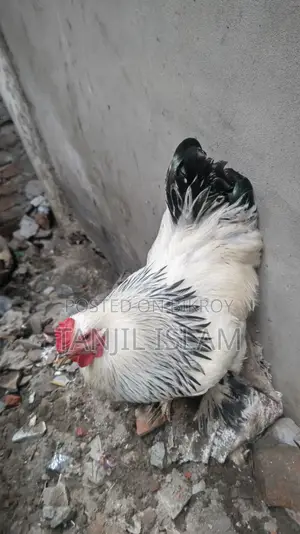 অরজিনাল লাইট ব্রাহমা মোরগ সেল হবে।