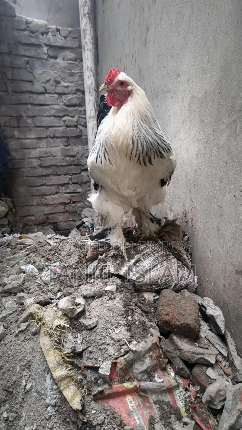 অরজিনাল লাইট ব্রাহমা মোরগ সেল হবে।