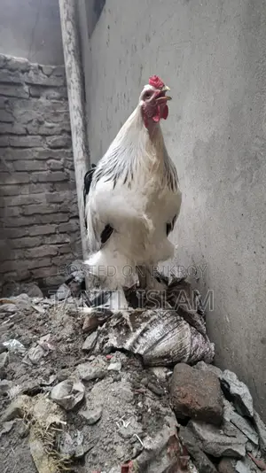 অরজিনাল লাইট ব্রাহমা মোরগ সেল হবে।