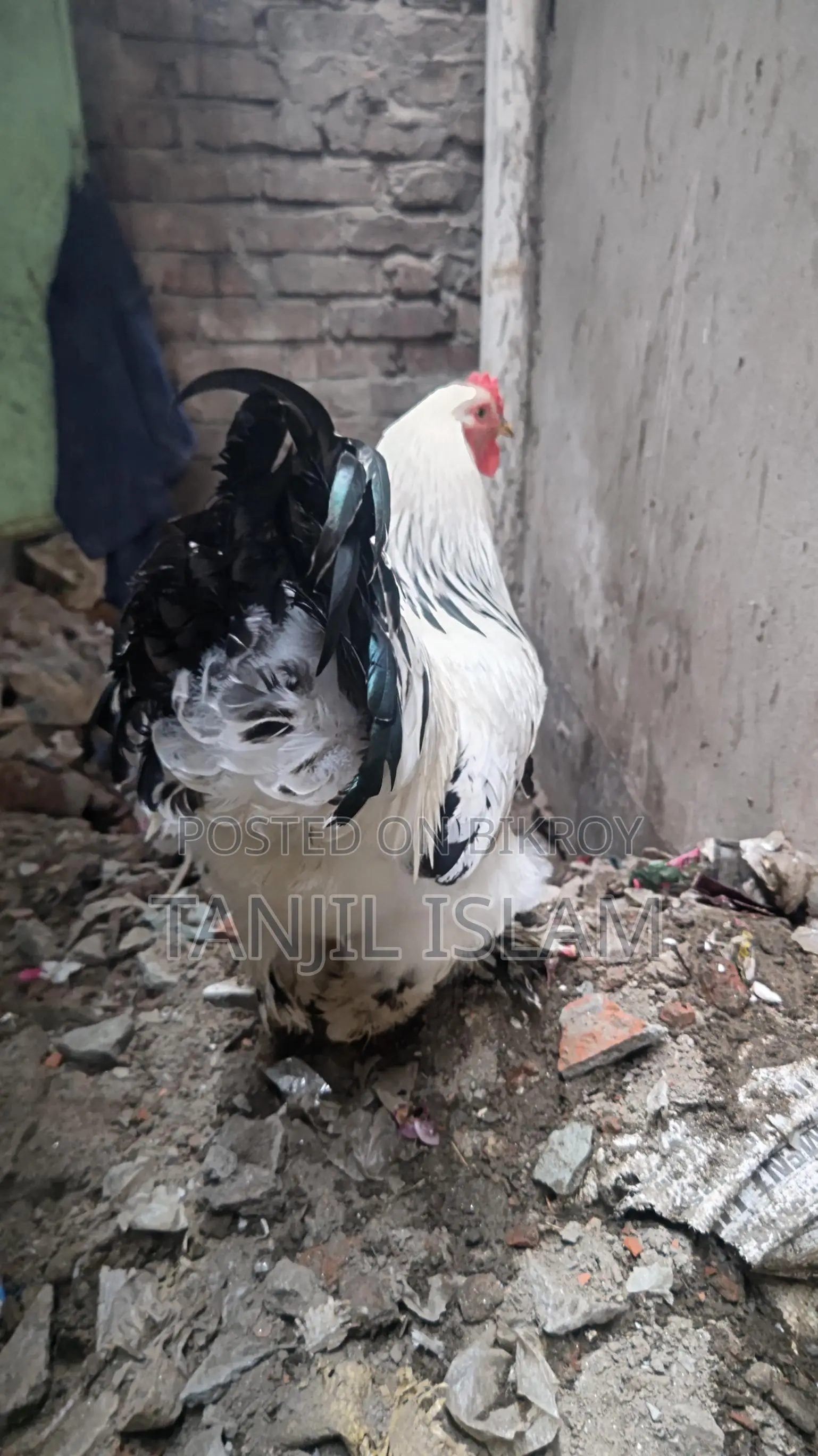 অরজিনাল লাইট ব্রাহমা মোরগ সেল হবে।