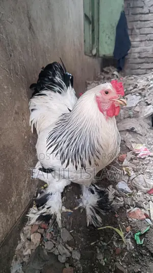 অরজিনাল লাইট ব্রাহমা মোরগ সেল হবে।