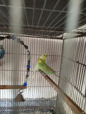 Healthy Bird