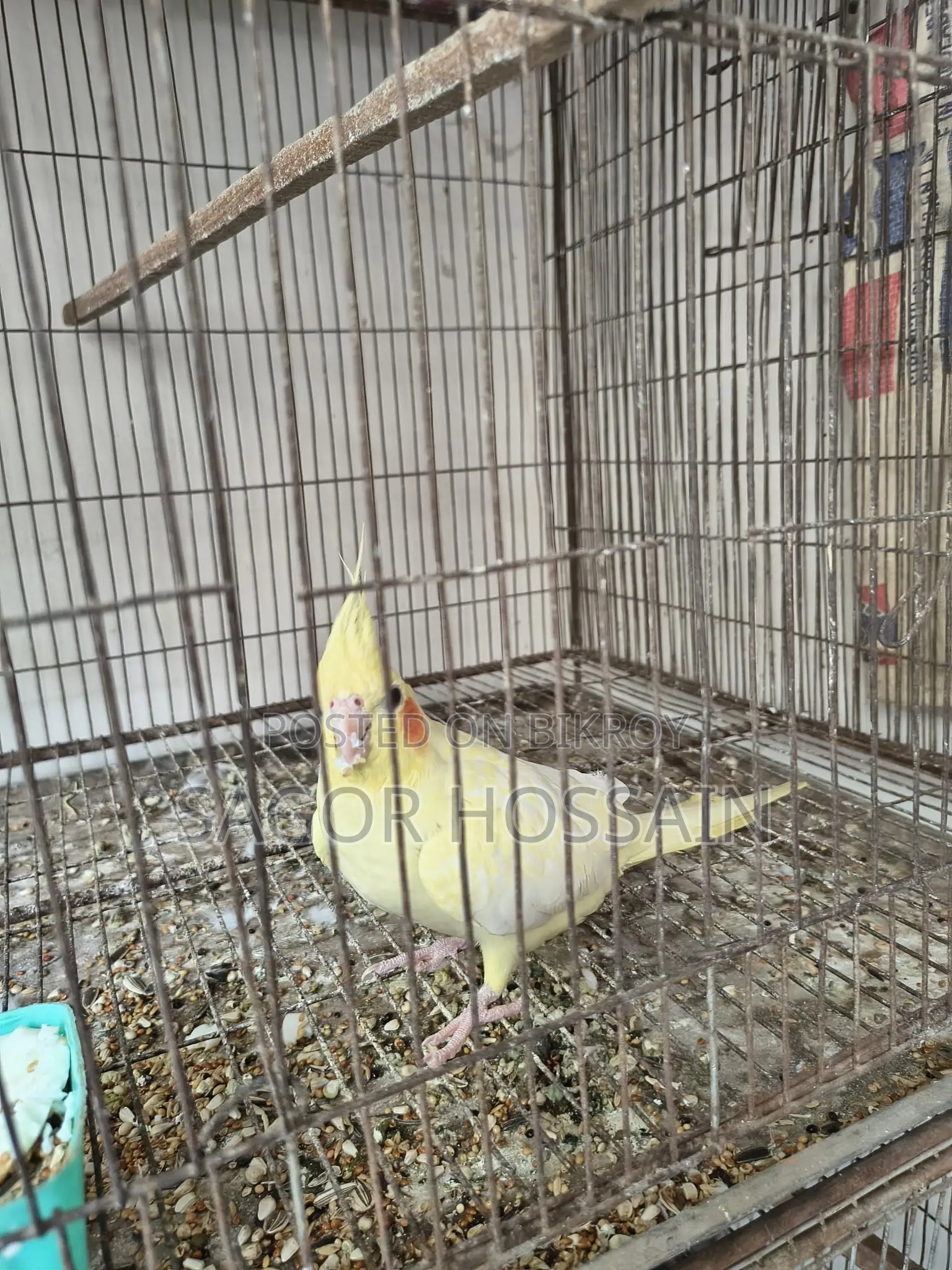 Healthy Bird