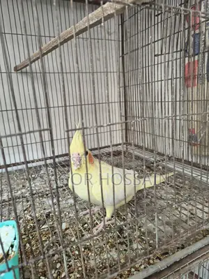 Healthy Bird