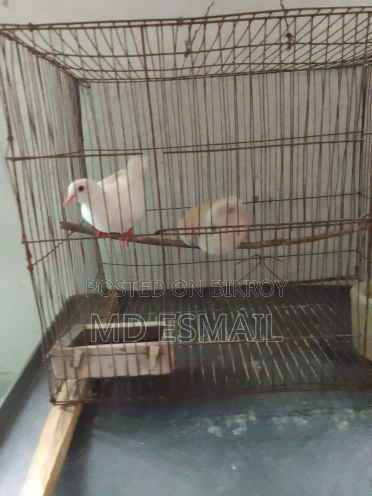 A pair of Australian Dove birds for sale