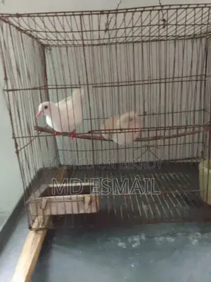 A pair of Australian Dove birds for sale