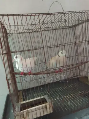 A pair of Australian Dove birds for sale