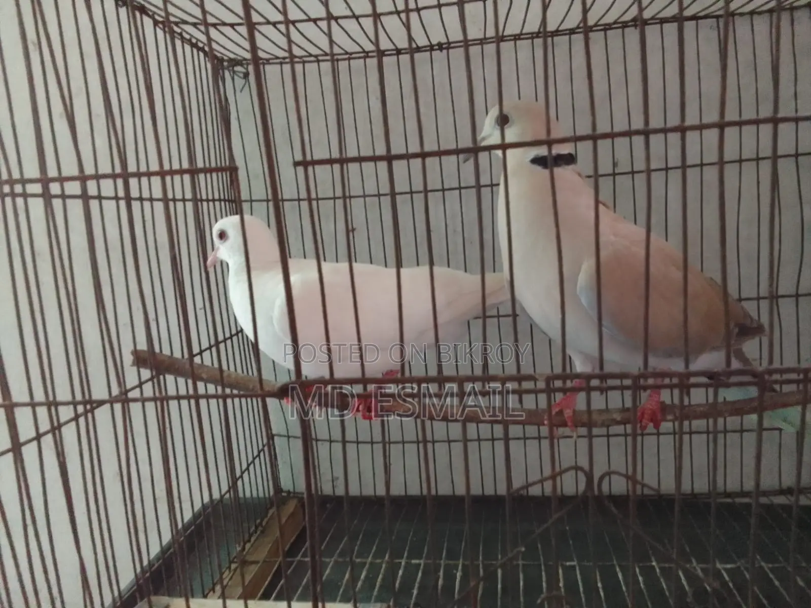A pair of Australian Dove birds for sale