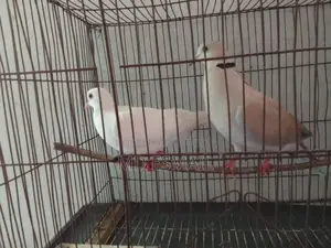 A pair of Australian Dove birds for sale
