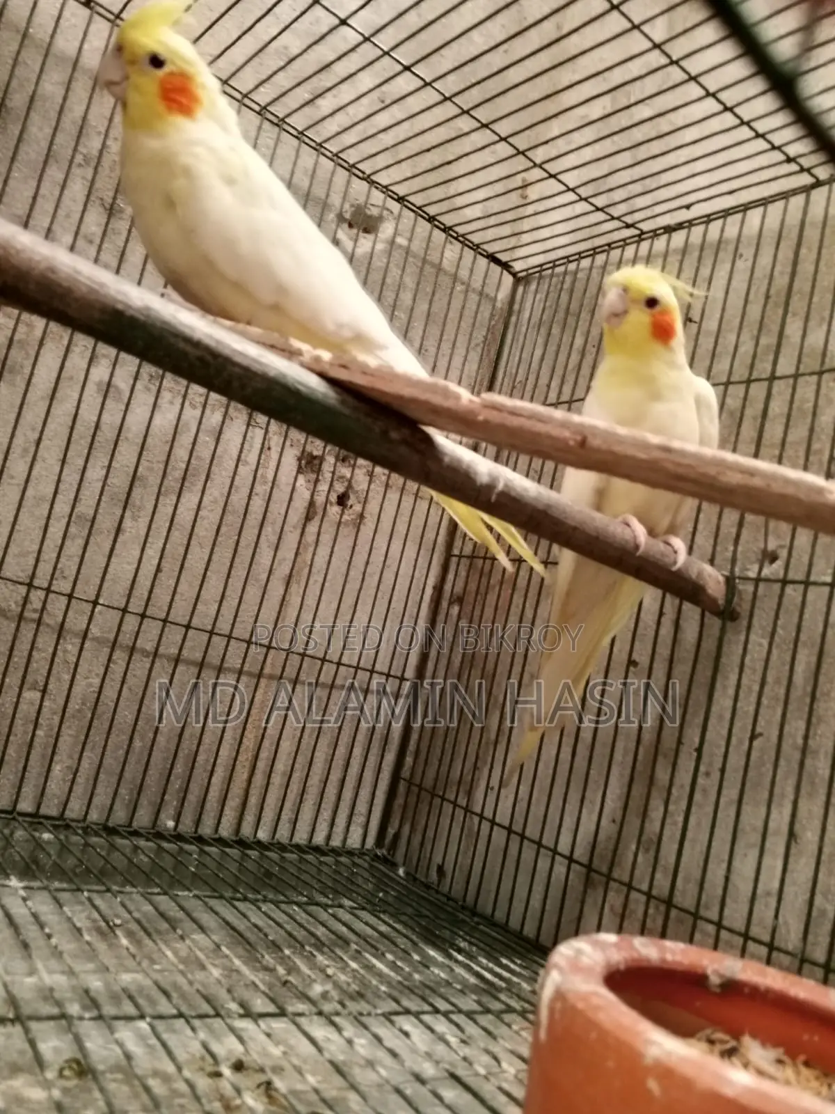 Cockatiel Bird