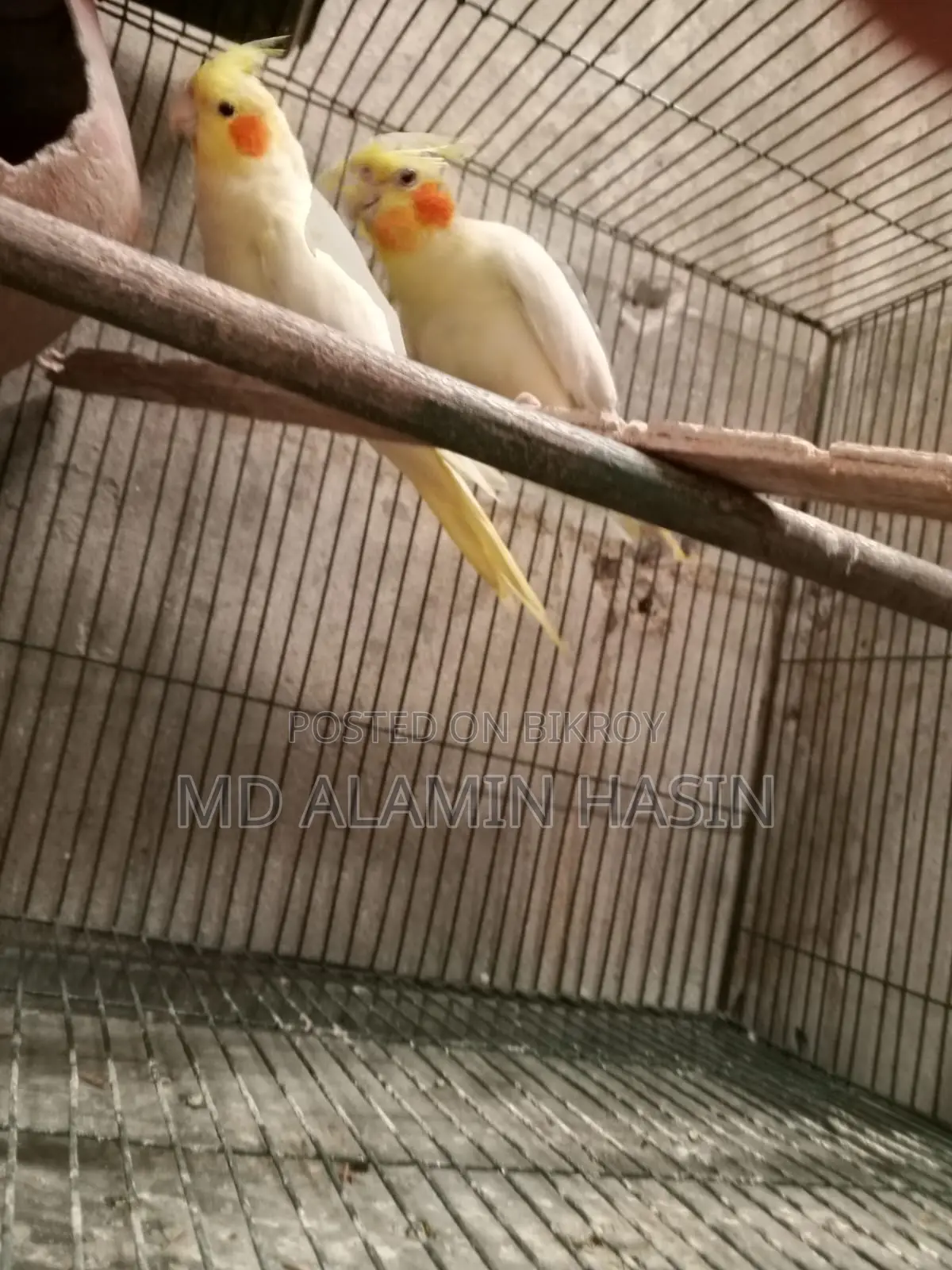 Cockatiel Bird