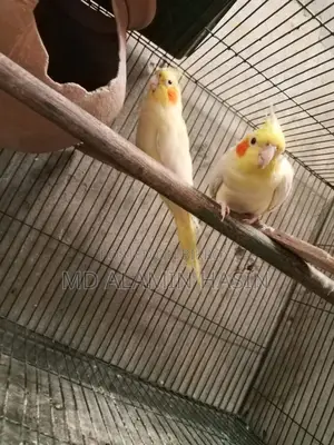 Cockatiel Bird