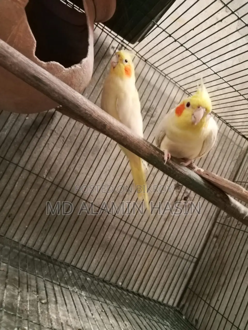 Cockatiel Bird