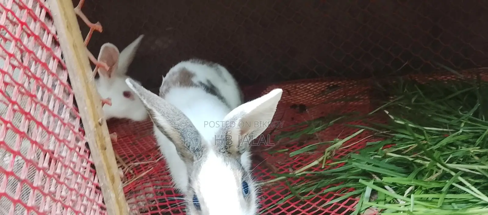 Rabbit For Sell