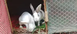 Rabbit For Sell