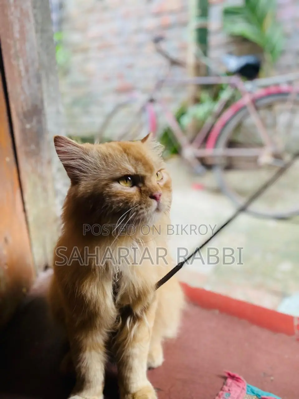 1+ year Male Purebred Persian