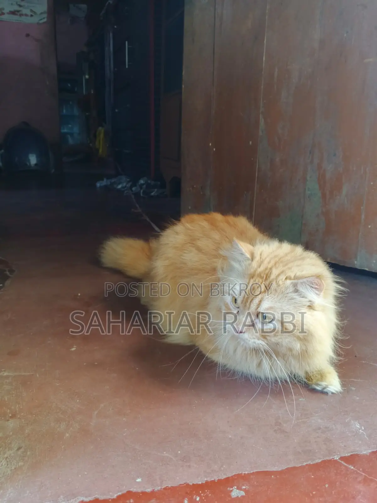 1+ year Male Purebred Persian