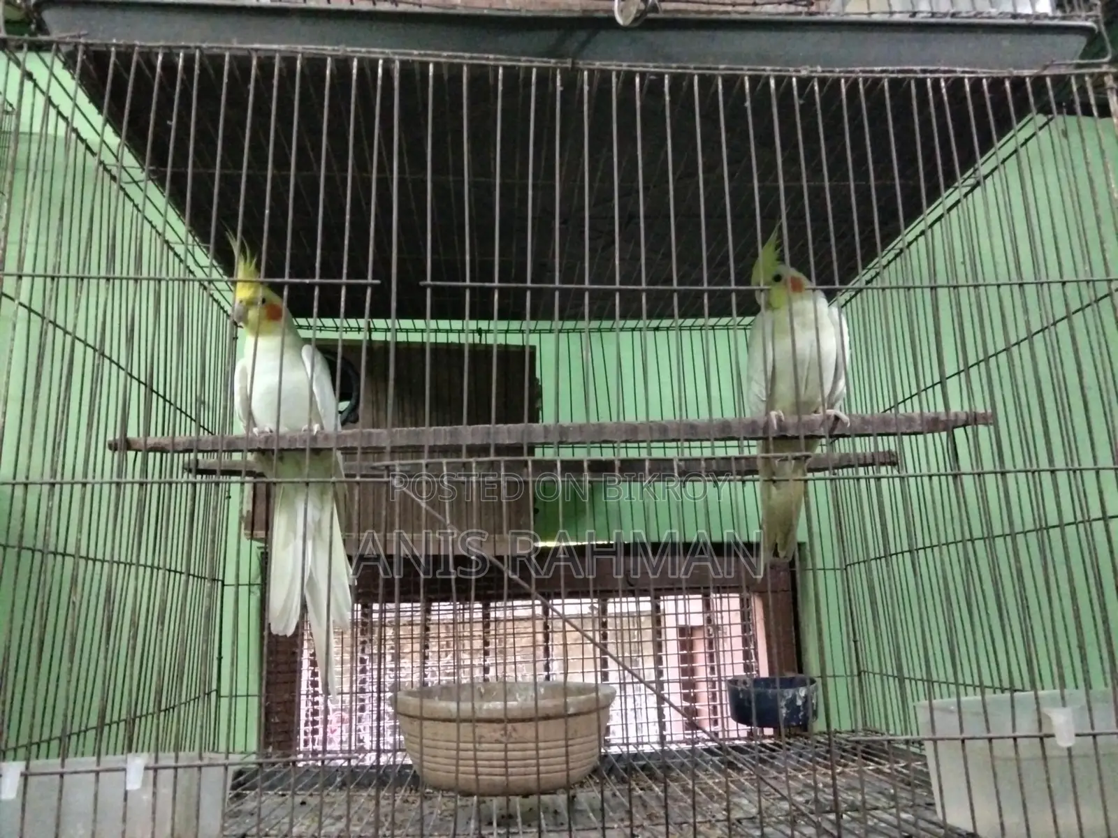 ককাটেল