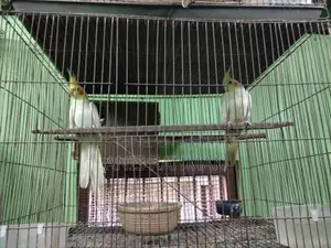 ককাটেল