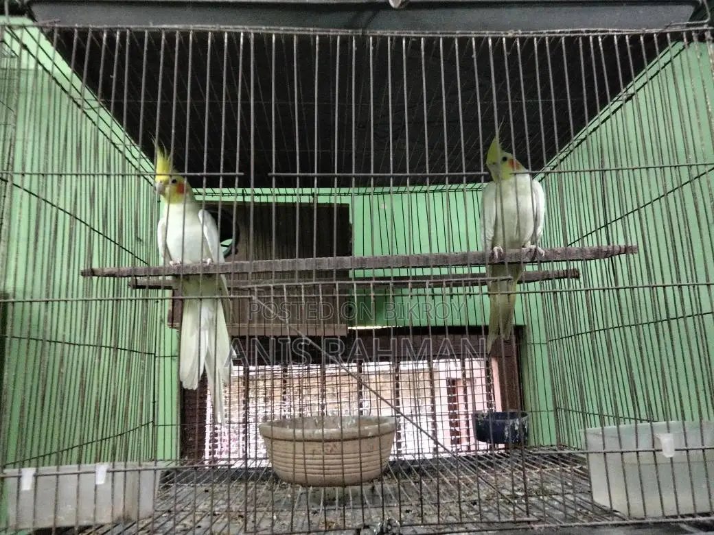 ককাটেল