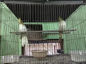 ককাটেল