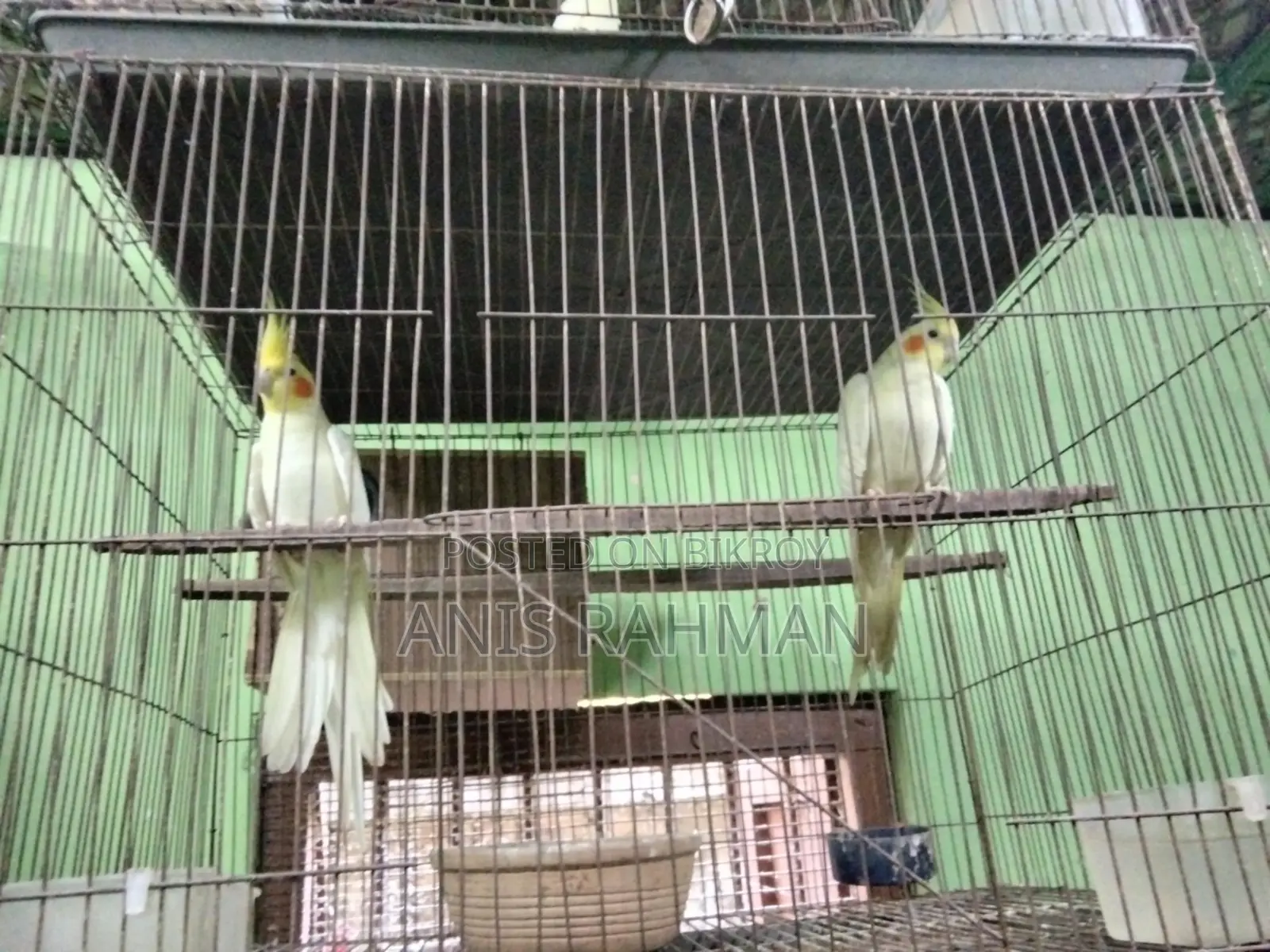 ককাটেল