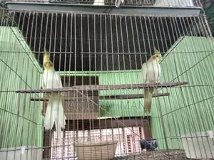 ককাটেল