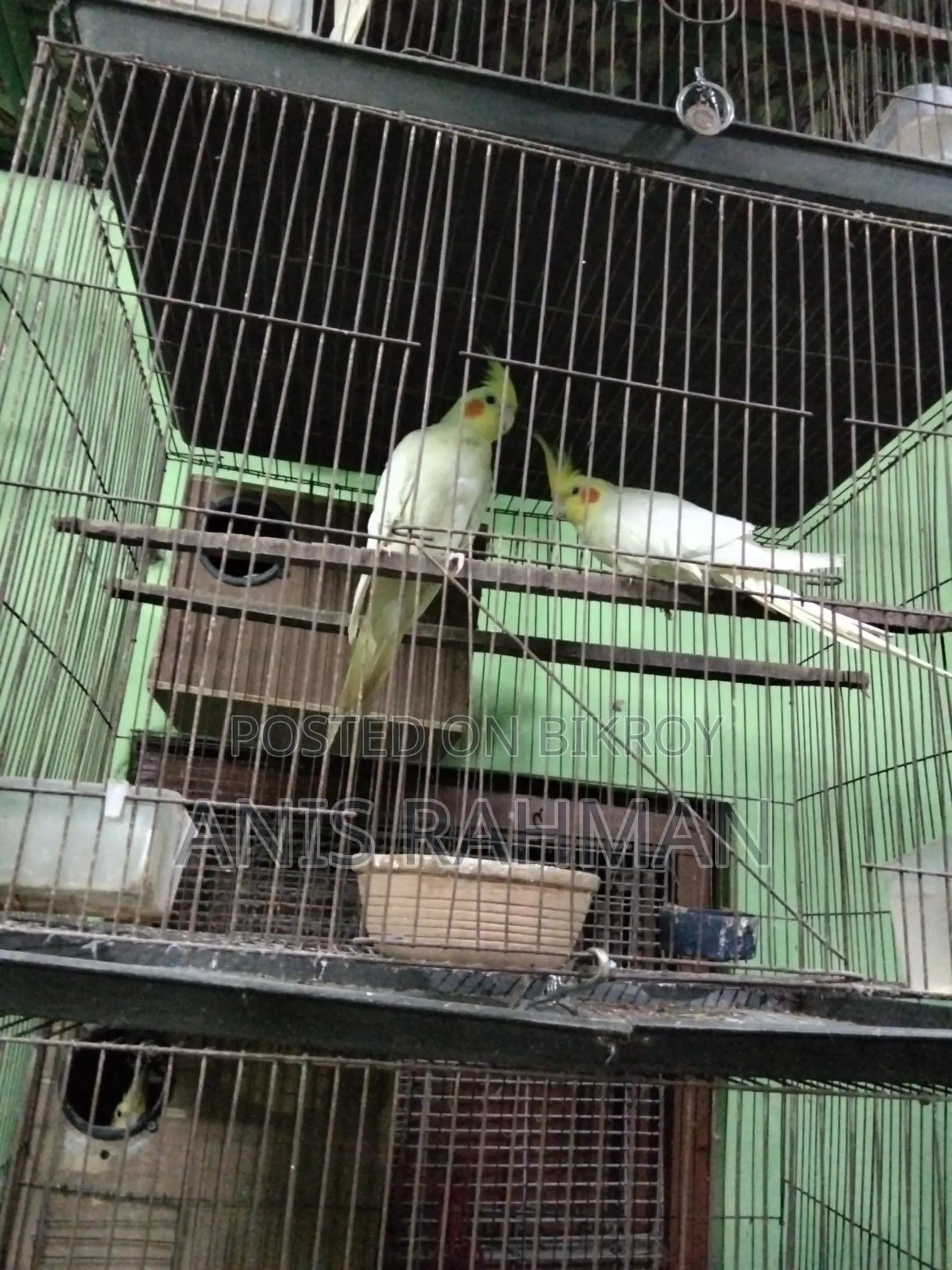 ককাটেল