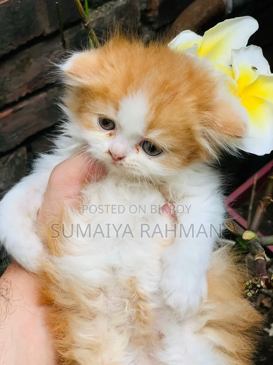 Buy Colour Male Kitten Doll Face Full Persian