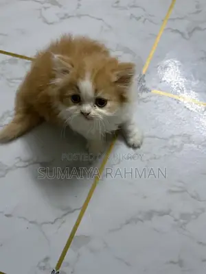 Buy Colour Male Kitten Doll Face Full Persian