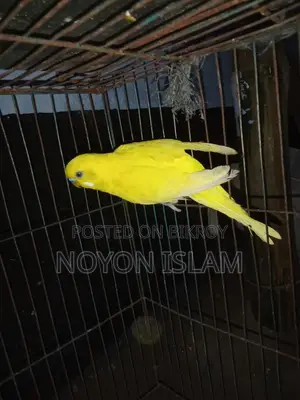 Running Birds for Sale