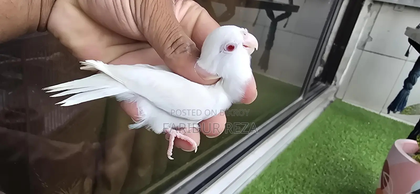 Albino semi-adult Female