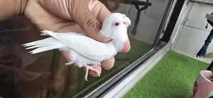 Albino semi-adult Female
