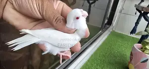 Albino semi-adult Female