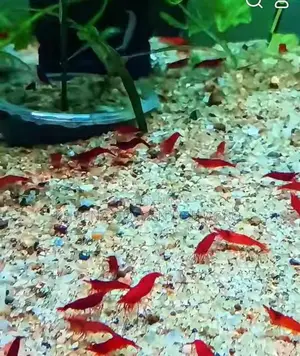 Red Shrimp / লাল চিংড়ি