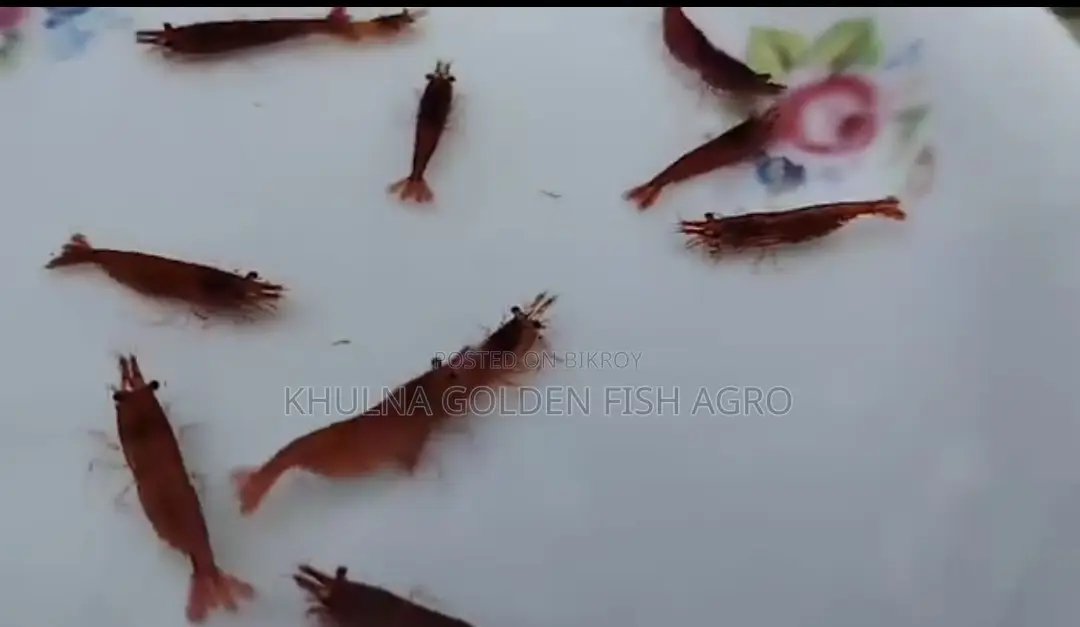Red Shrimp